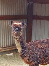 Load image into Gallery viewer, Honorarily Adopt a Wassermann Wranch Critter