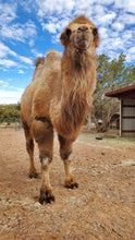 Load image into Gallery viewer, Honorarily Adopt a Wassermann Wranch Critter