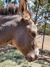 Load image into Gallery viewer, Honorarily Adopt a Wassermann Wranch Critter