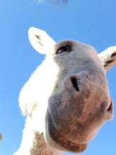 Load image into Gallery viewer, Honorarily Adopt a Wassermann Wranch Critter